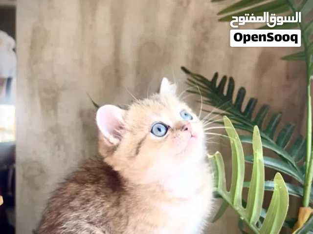 Scottish male registered and imported father from Russia