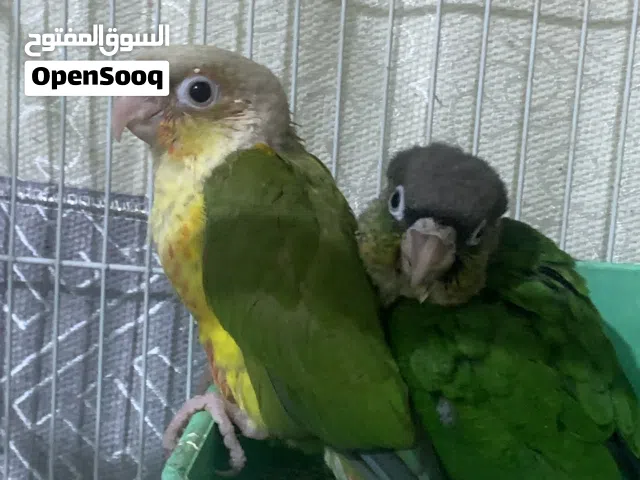 زوج كنيور عش واحد انتاج عراقي للبيع