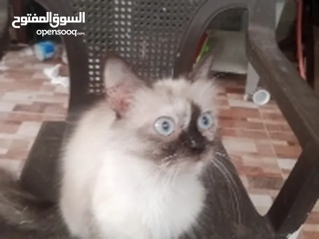 قط هيمالايا للبيع عمر3 قابل للتفاوض