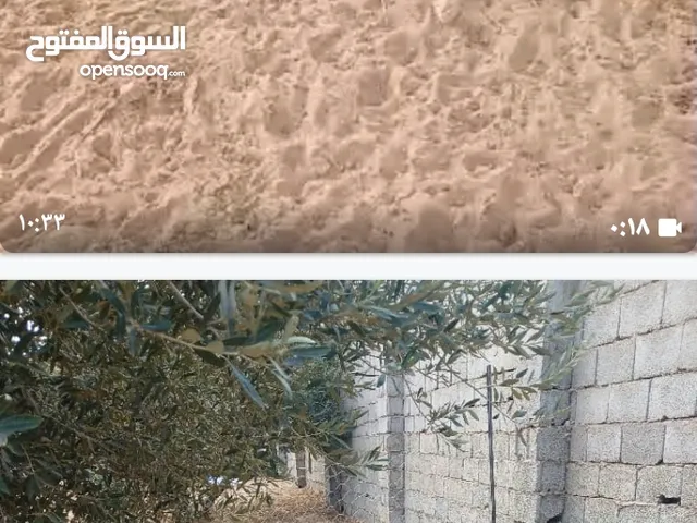 أغنام للبيع كاش أو تحويل مصرفي