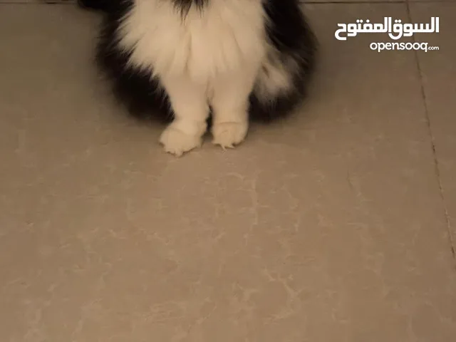 قط للبيع مميز وجميل