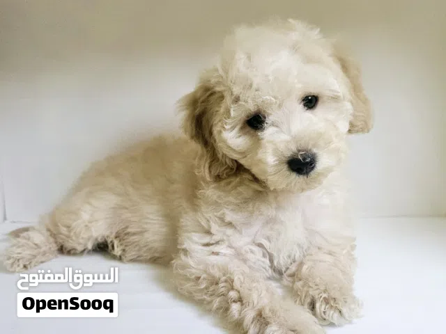 toy poodel توي بودل