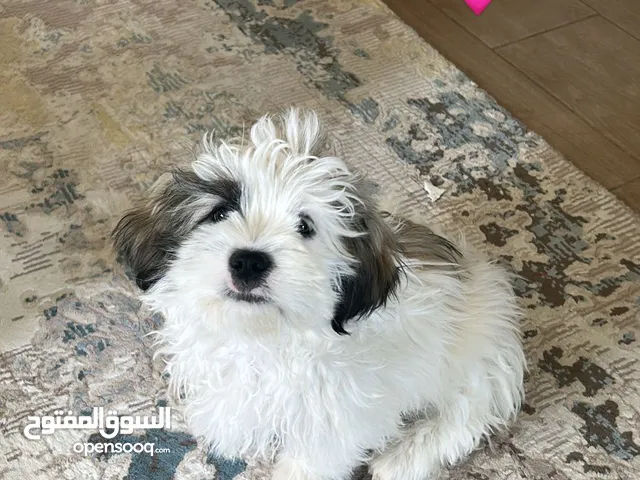 كلاب عمُر 3 شهور