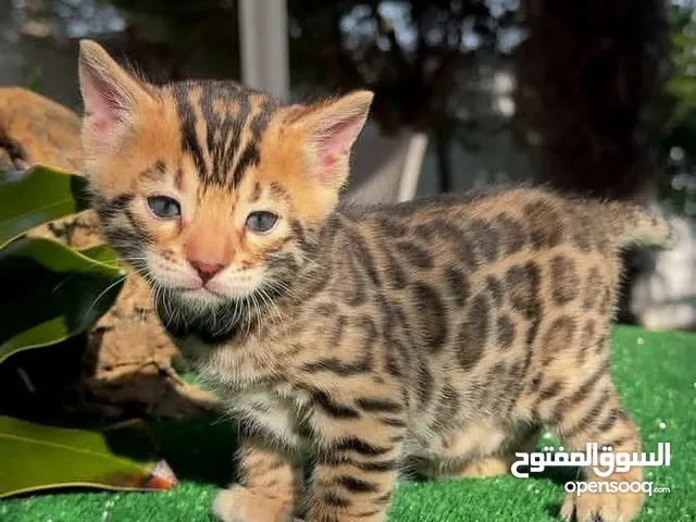Bengal Kitten
