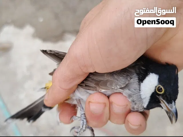 بلبل صيد منطقه فحل خشن