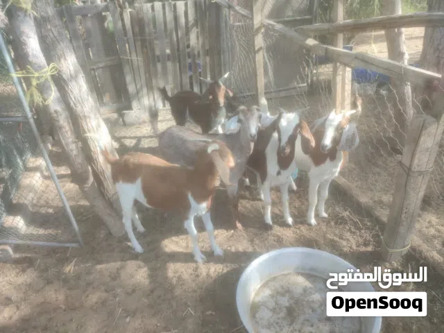 بيع غنم مهجن برقوت على شامي