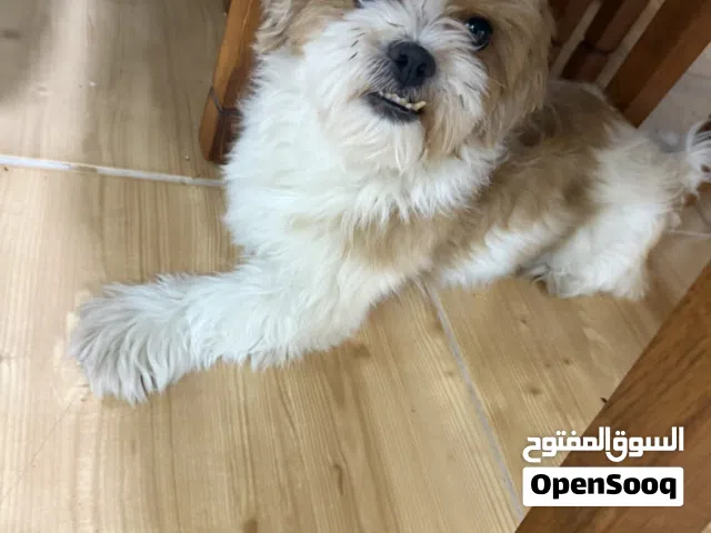 Dog for sale 100 bd