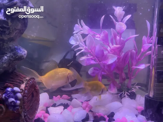 اسماك زينه مع الحوض