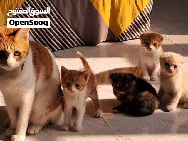 2 months old kittens for sale