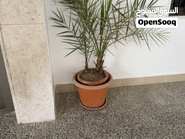 نخلتين للبيع