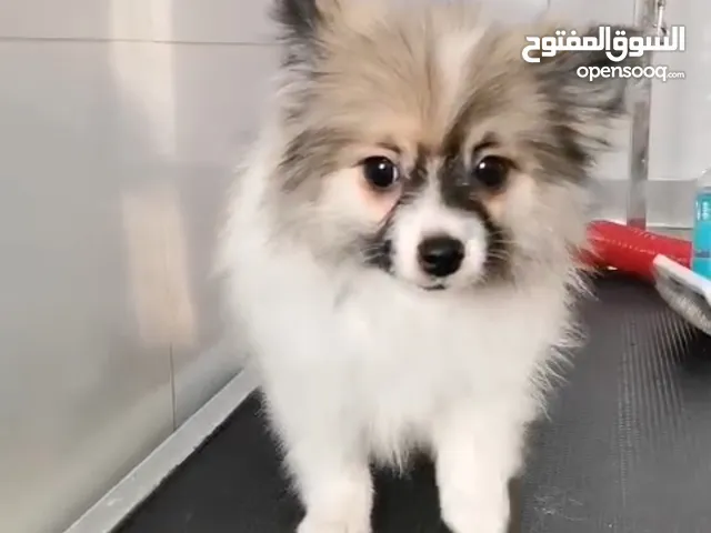كلب بومرينيان ذكر و انثى حجم تي كب صغير لعوب و شعر كثيف ماشاءالله مع الجواز تطعيمات سعر ثلاثة الف