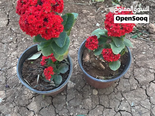 نباتات جميلة للزينة ومميزة ومتنوعة و مزهرة جدا وجميلة جدا وبسعر مميز نصف دينار فقط للشتلة الواحدة