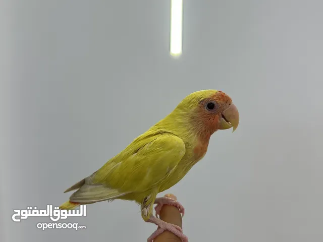 ما شاء الله طير روز بركاديلو ترويض فل عين حمراء