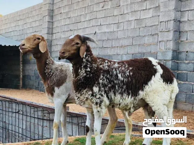 نعجه تنيه تحتها خروف