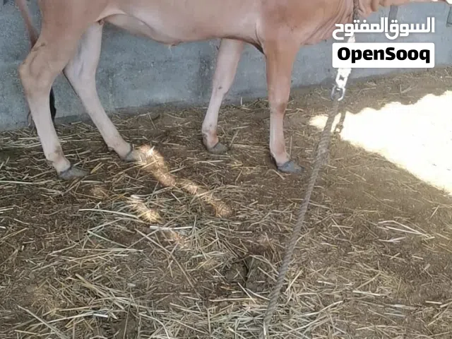 عجلة محليه