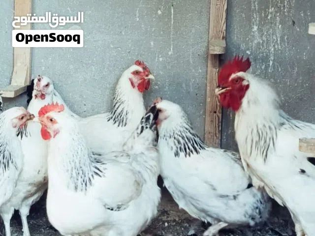 دجاج سايكس شغال ماكنة بيض