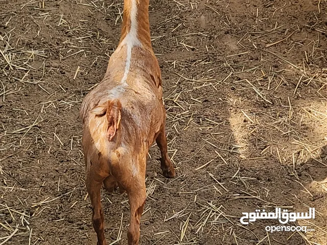 تيس من الحلال الصلالي لون كريمي اصمع اجم صافي فاخر