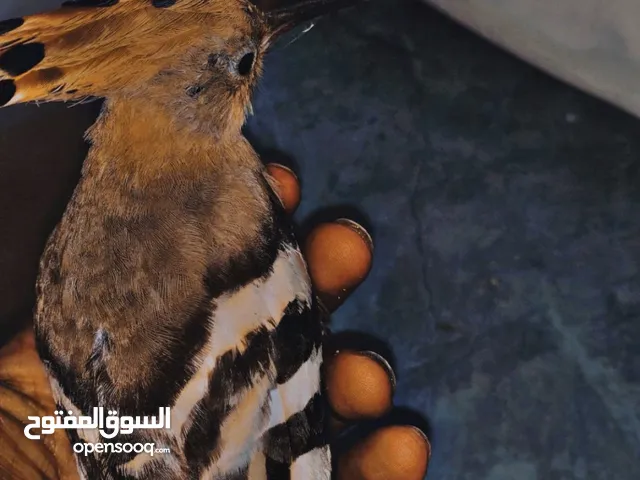 طائر الهدهد