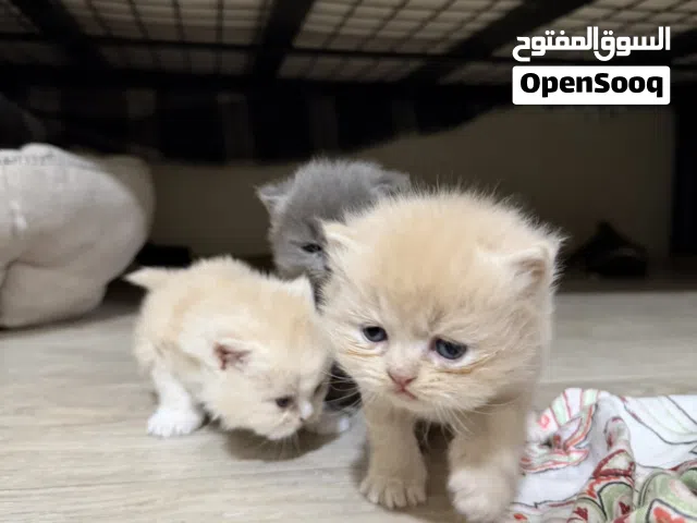 Persian Kittens