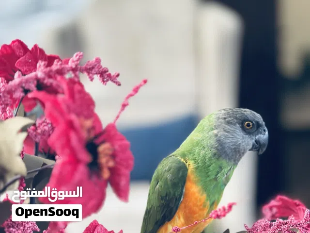 ببغاء سنغالي للببع