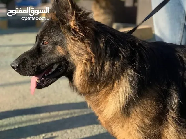 كلاب جيرمن شيبرد وجولدن ريتريفر مدربين وغير مدربين