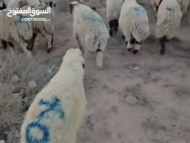 طليان البيع نثايه وفحله يرهمن كصابه ضحيه
