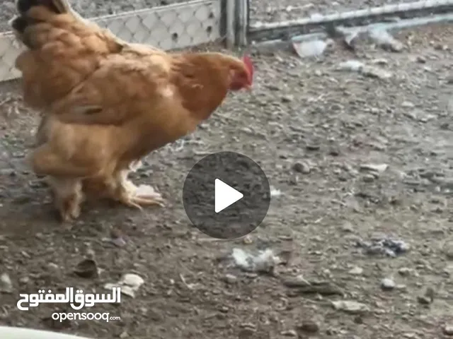 للبيع .دجاج البراهما 2 اصل بيور ماشا حجم بيور