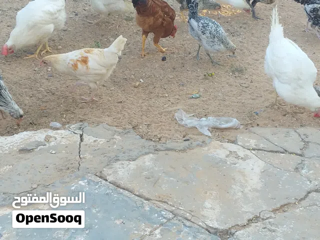 4 عتوقات عربية و 2 فرريج