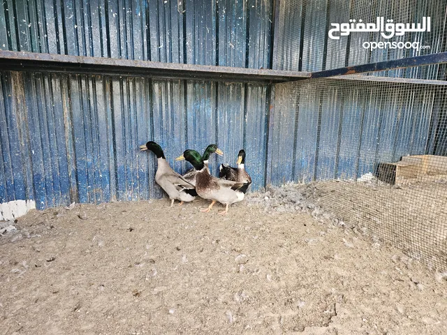 شركة طيور المزرعة