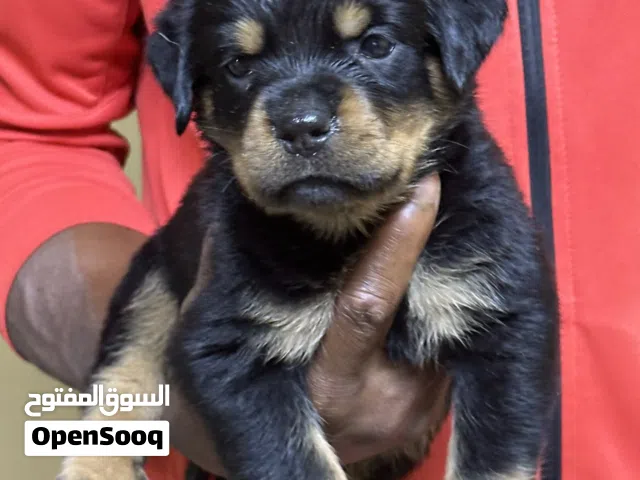 روت ويلر جراوى