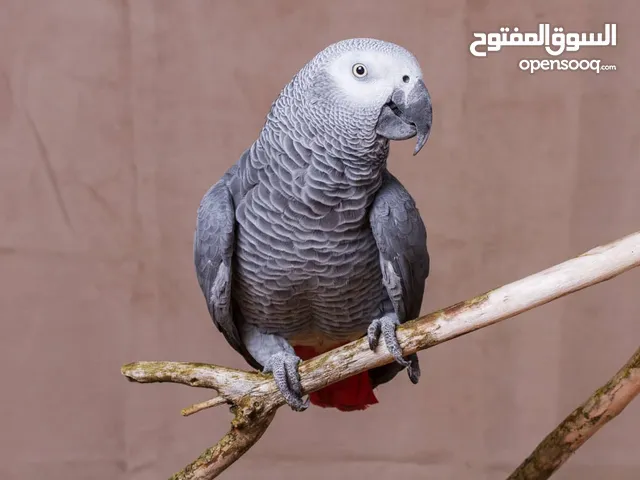 parrots African grey