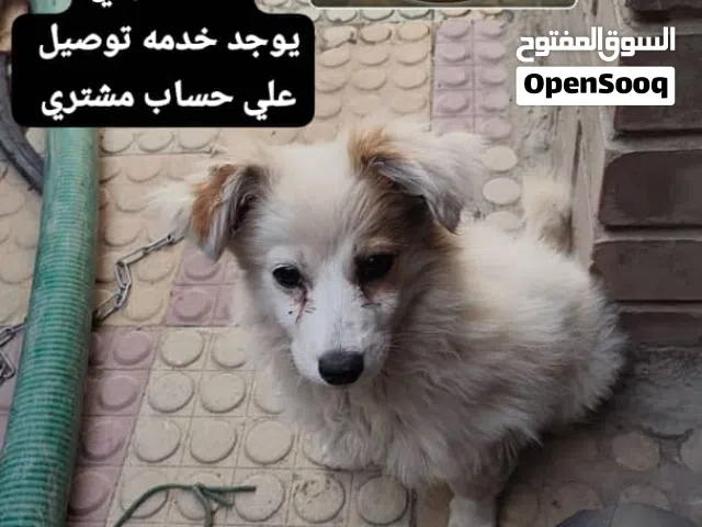 ذكر فوكس. عمر 3 شهور عرطه