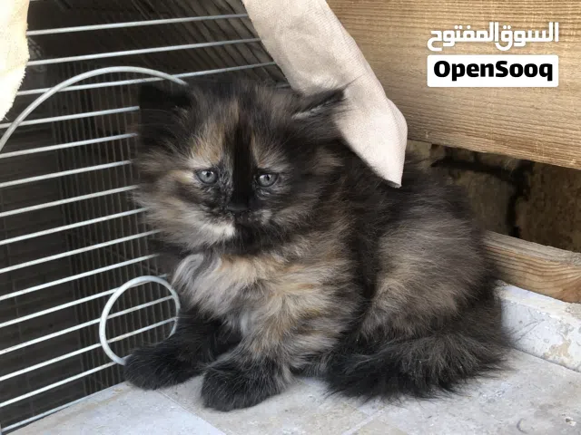 قطتين شيرازي مهجن مع هملايا