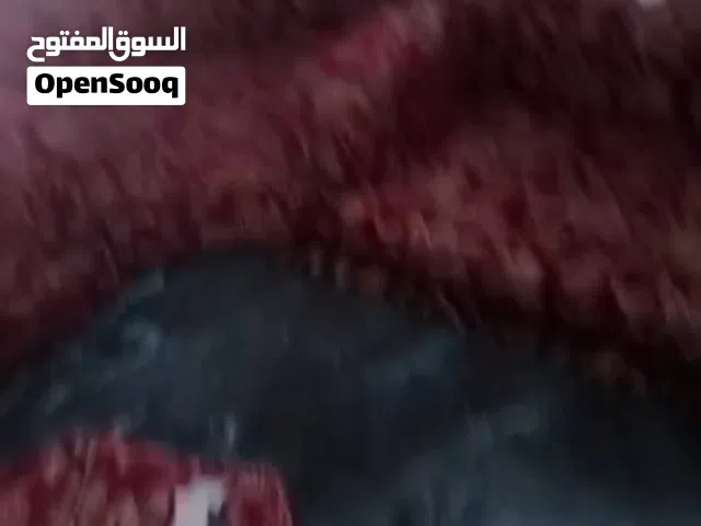 طقم جنابي للبيع