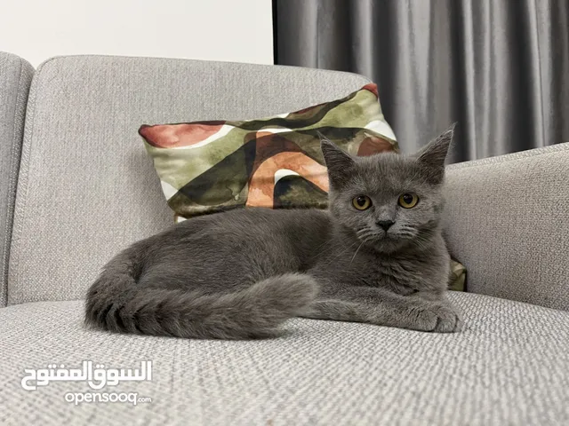 بريتش شورت هير