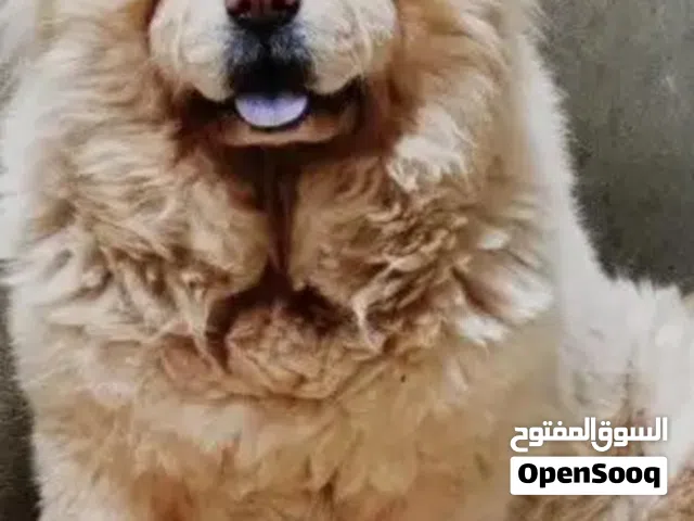 تشاوو تشاوو .
