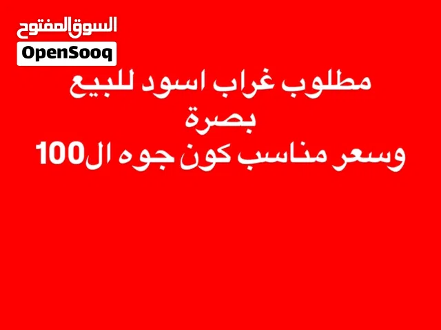مطلوب غراب للبيع بصرة مو ابكع اسود