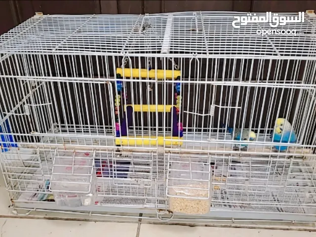 2 birds with cage and all accessories 200dhs only
