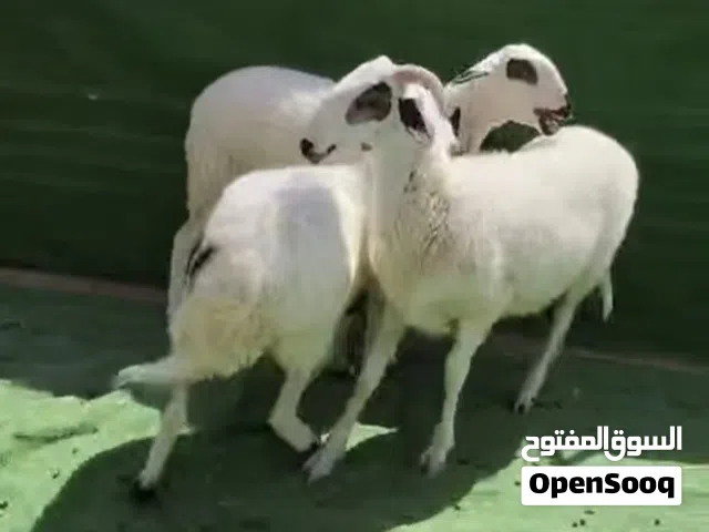 مطلوب ضان قبرصي اصل بدون تهجين