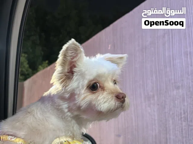 كلب مالتيز انثى للبيع