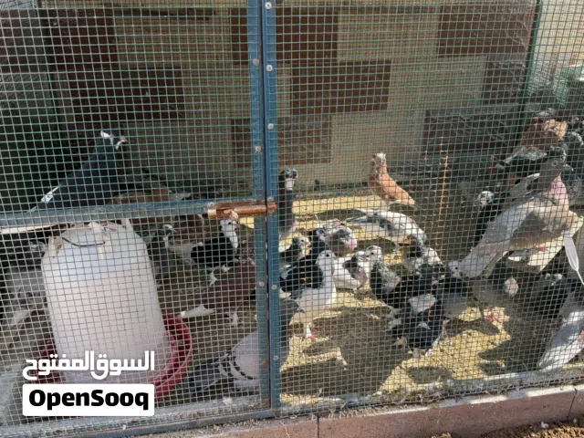 حمام زينة للبيع حبة 10دراهم