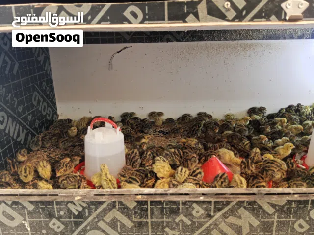 صوص فري جامبو بالصلاه ع النبي الوان مميزه اسود ومنقط وصحراوي وازرق وابيض مطعم التهاب سره +فيتامينات