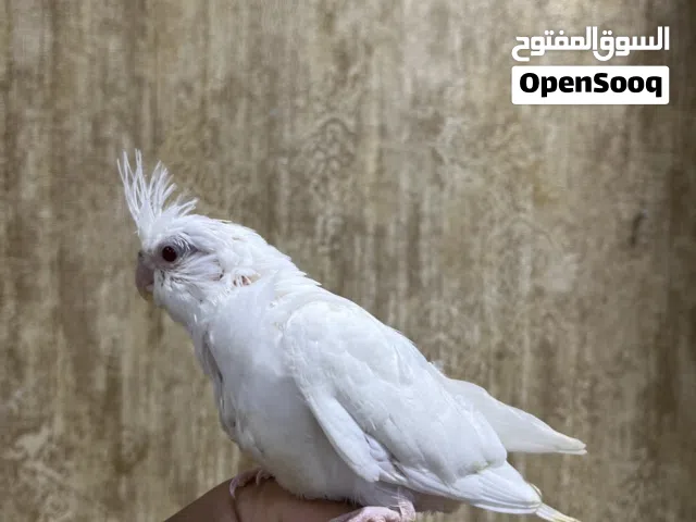 للبيع فرخ كوكتيل