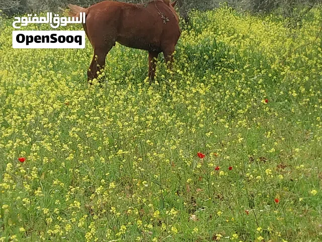 مهر اشقر قطعه نخب أول عقل وكفاله من جميعو