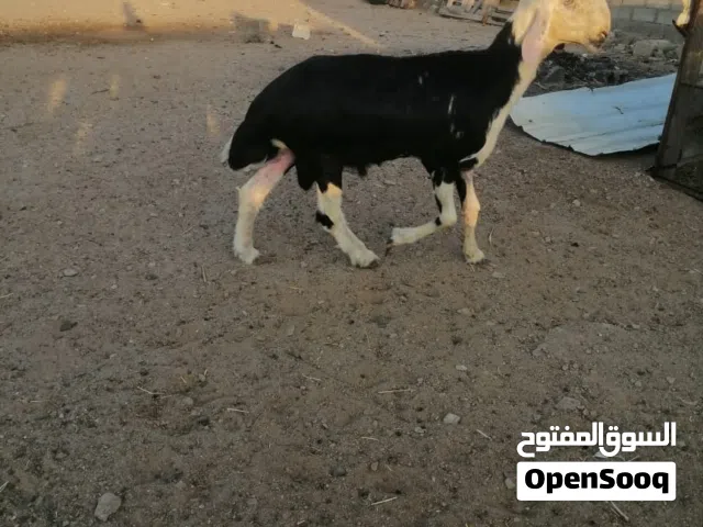 كبش نجدي راهي وجرم وراس كايف عمره سنه بضبط فحل طيب للبيع او بدل مع جعد سوداني او نجدي او قبرصي
