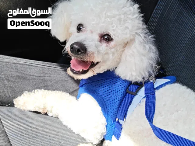 Poddle and maltiz Mix female 1year old