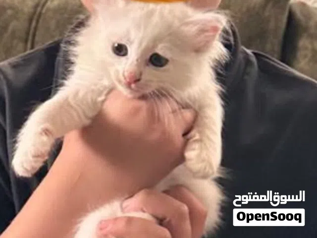 قطه لعمر شهرين
