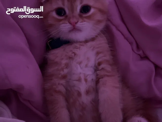 للبيع سكوتش فولد