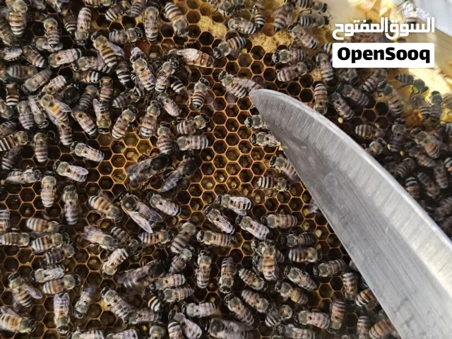 خلايا نحل للبيع