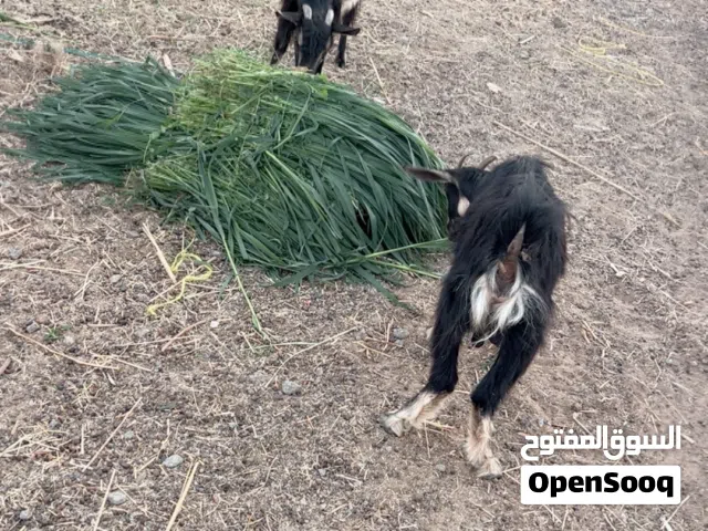 للبيع اغنام الحووو